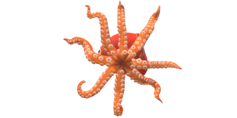 octopus isolated on a Transparent Background