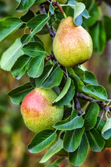 Crop of pears in summer garden.Closeup of pear tree in a farm garden.Organic pears in natural environment. Morning shot