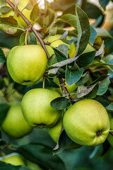 Green apples on a tree.Ripe Apples in the Apple Orchard before Harvesting. Apple orchard. Basket of Apples.Morning shot
