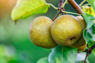 Crop of pears in summer garden.Closeup of pear tree in a farm garden.Organic pears in natural environment. Morning shot