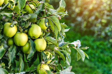 Green apples on a tree.Ripe Apples in the Apple Orchard before Harvesting. Apple orchard. Basket of Apples.Morning shot