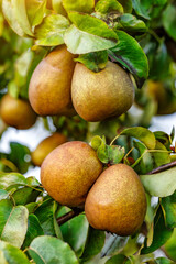 Crop of pears in summer garden.Closeup of pear tree in a farm garden.Organic pears in natural environment. Morning shot