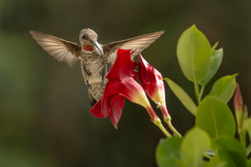 Anna's hummingbird (Calypte anna) Enjoying the Red Mandevilla. © Andy Dean