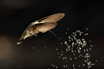 Anna's hummingbird (Calypte anna) Enjoying the Water Fountain Drops.