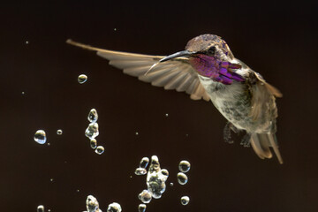 Anna's hummingbird (Calypte anna) Enjoying the Water Fountain Drops.