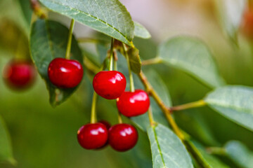 Ripe cherries hanging on a cherry tree branch against green background.Branch of ripe red cherries on a tree in a garden.Cherry with drops.