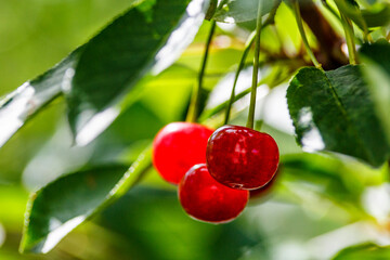 Ripe cherries hanging on a cherry tree branch against green background.Branch of ripe red cherries on a tree in a garden.Cherry with drops.