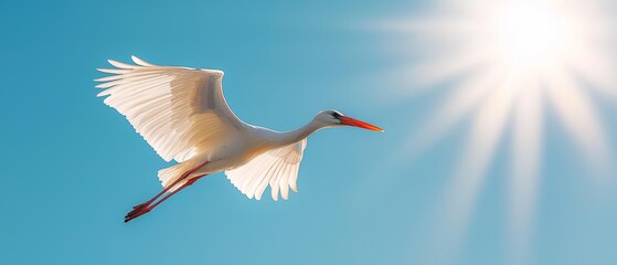 Obraz premium A large white bird soars against a backdrop of blue sky, sun included, with a radiant sunburst at its center