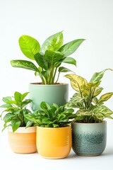 Obraz premium Five pastelcolored potted plants with varied leaf shapes, clean and simple design isolate white background