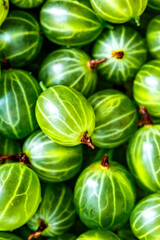 Green Organic Berries Gooseberries.Berries  gooseberry close-up. Background from gooseberries.Harvest concept. Vegetarian food.Top view,