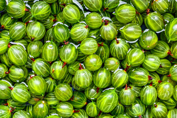 Green Organic Berries Gooseberries.Berries  gooseberry close-up. Background from gooseberries.Harvest concept. Vegetarian food.Top view,