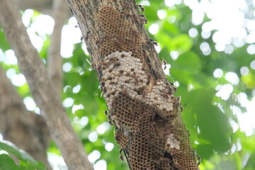 bees on a tree