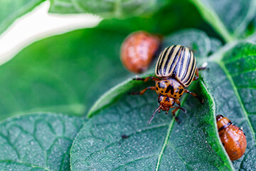 Colorado Potato Beetle (Leptinotarsa decemlineata).Close-up Colorado potato beetle and larvae on the green leaves of potatoes, is a major pest of potato crops.