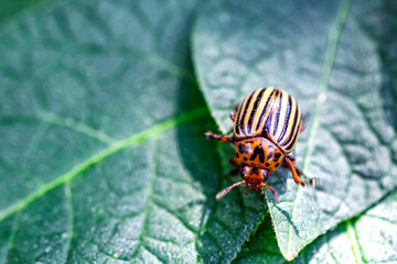 Colorado Potato Beetle (Leptinotarsa decemlineata).Close-up Colorado potato beetle and larvae on the green leaves of potatoes, is a major pest of potato crops.