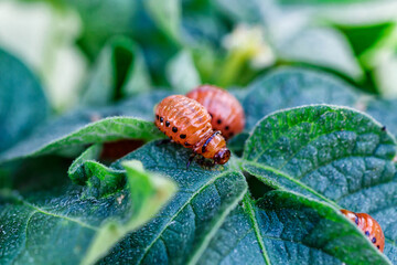 Colorado Potato Beetle (Leptinotarsa decemlineata).Close-up Colorado potato beetle and larvae on the green leaves of potatoes, is a major pest of potato crops.