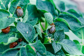 Colorado Potato Beetle (Leptinotarsa decemlineata).Close-up Colorado potato beetle and larvae on...