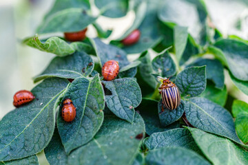 Colorado Potato Beetle (Leptinotarsa decemlineata).Close-up Colorado potato beetle and larvae on the green leaves of potatoes, is a major pest of potato crops.