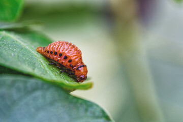 Colorado Potato Beetle (Leptinotarsa decemlineata).Close-up Colorado potato beetle and larvae on...