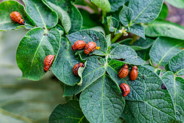 Colorado Potato Beetle (Leptinotarsa decemlineata).Close-up Colorado potato beetle and larvae on the green leaves of potatoes, is a major pest of potato crops.