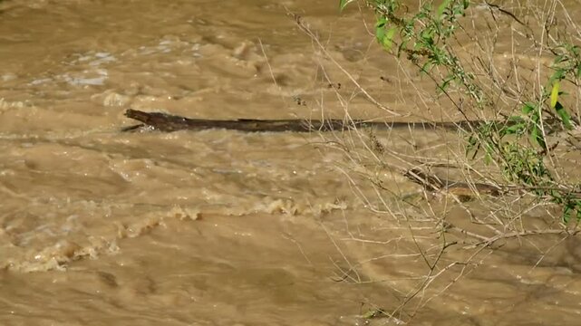 River in flood with flooding in Isere in France in autumn.
