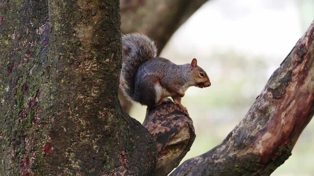 Close-up of Grey Squirrel on Tree, Brighton, UK