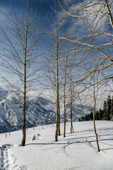 Snowy mountains with forest, tree in snow on Christmas