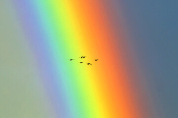 Flock of ducks flying against the bright rainbow. Mallard, or Wild duck (Anas platyrhynchos). The middle of the summer, Eastern Lithuania, Northern Europe.