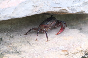 close up of a crab