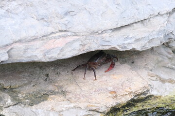 Crab in the rock crevice