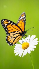 Fototapeta premium Butterfly Hovering Over Blooming Flower