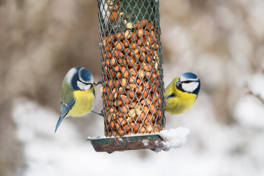 Two cute blue tit birds sitting on a bird feeder with peanuts in winter with snow