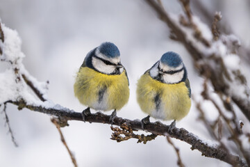 Fototapeta premium Close up of two cute blue tit birds sitting on a icy twig in winter with snow around it looking at each other