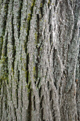 Linden tree bark texture.