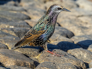 A starling perching on a cobblestone pavement. Close-up