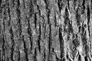 Linden tree bark texture.
