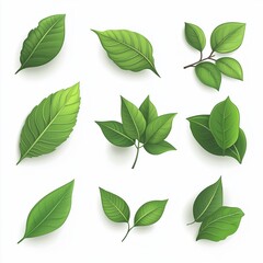 green leaves set on white background