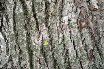 Linden tree bark texture.