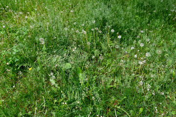 Wild grass on meadow in summer or spring.