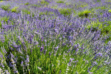 Fototapeta premium Lavender