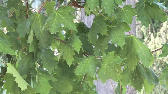 feuilles d'arbres, en gros plan