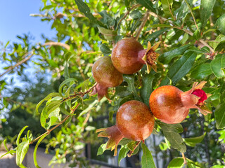 Close up photo of couple of pomegranates hanging on a branch and tree with leaf. Copy space photo.