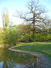 beautiful park with nice promenade path and big green trees