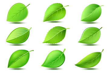 Set of fresh detailed abstract green leaf close-up isolated on white background. Graphic eco friendly and bio design elements, icons or logo, collection of nature objects. Vector illustration