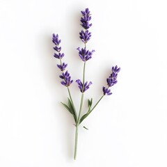 Obraz premium A sprig of purple lavender flowers with green leaves on a white background.