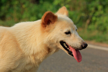 Obraz premium dog walking on the road