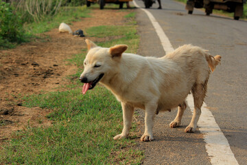 dog walking on the road