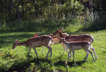 A group of fallow deer moves through the nature park, their fur contrasting beautifully against the lush greenery.