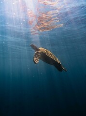 turtle swimming in the sea