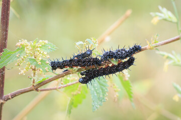 Aglais io, Peacock butterfly caterpillar