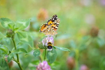 Painted Lady butterfly, Vanessa Cardui, feeding
